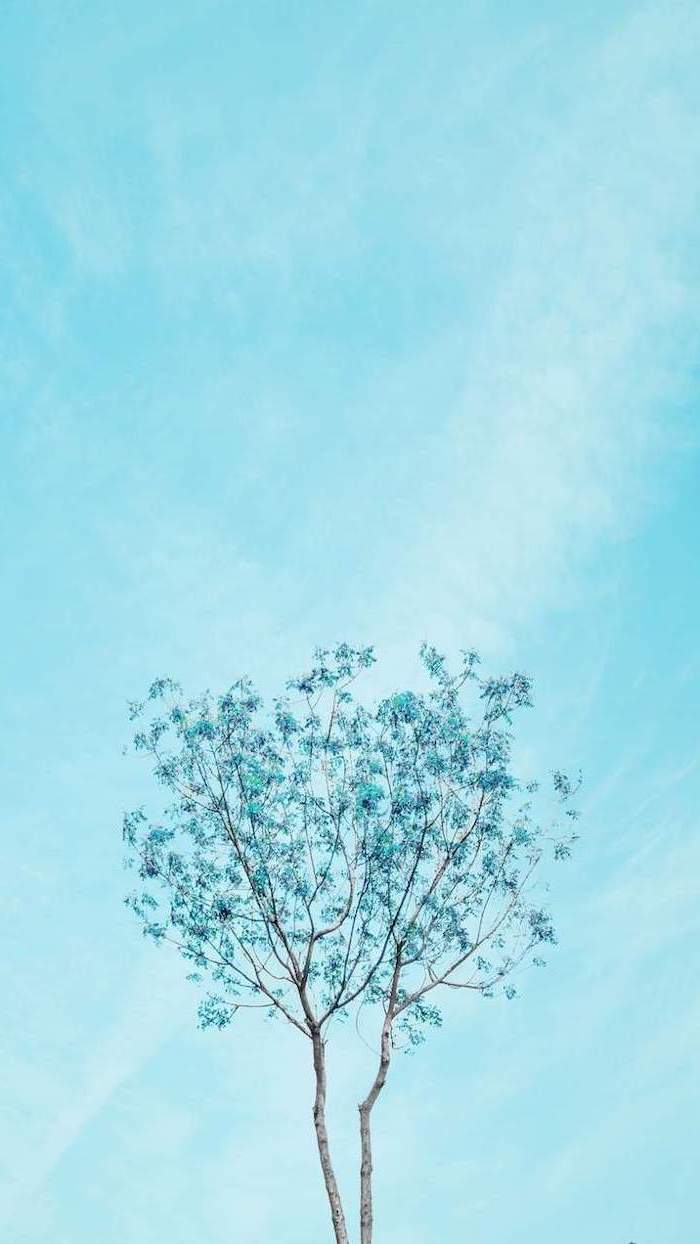 spring background, blue skies, blue blooming tree, phone wallpaper
