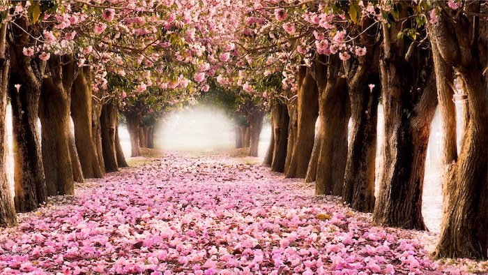 pink pathway, surrounded by blooming trees, forming a tunnel, spring desktop backgrounds