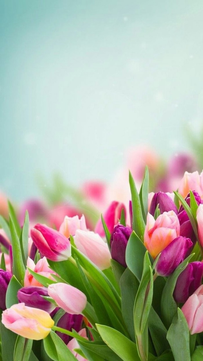 pink purple and yellow tulips, blurred background, phone wallpaper, happy spring images