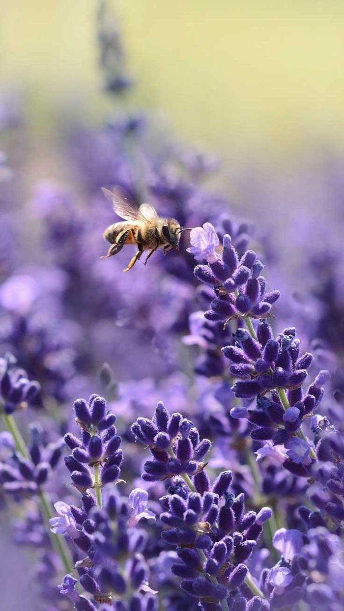 purple flowers, bee flying around the blooms, spring wallpaper hd, phone background