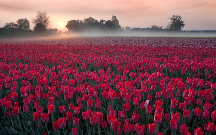 red tulips fields, free spring wallpaper, surrounded by trees, during sunrise, covered in mist