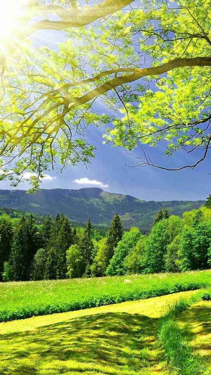 pictures of spring, mountain landscape, phone background, trees and greenery around, green grass field