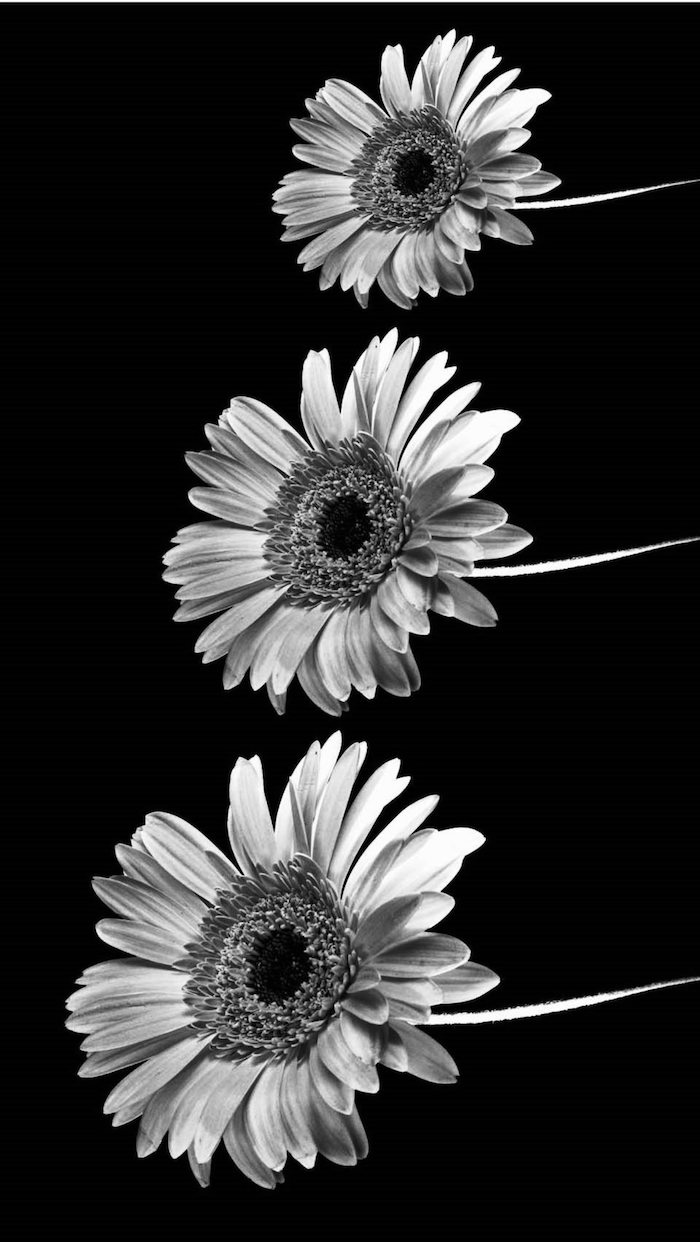 black and white photo, three sunflowers, love quotes tumblr, black background