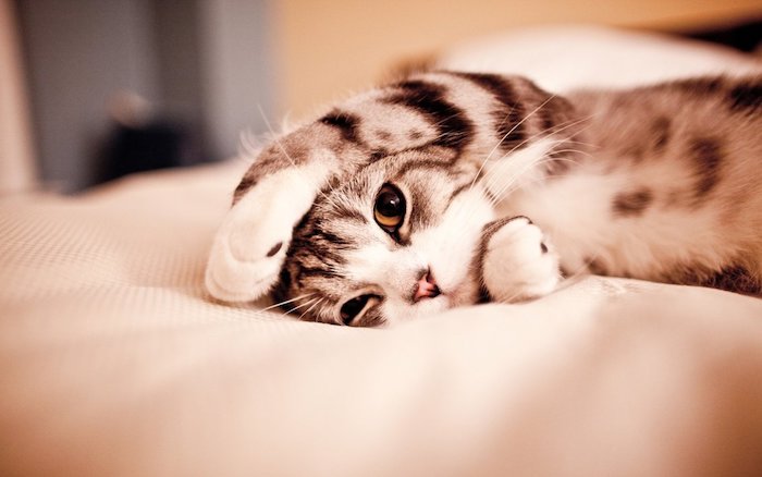 cat lying in bed, in grey and white, iphone 6 wallpaper tumblr, white bed linen
