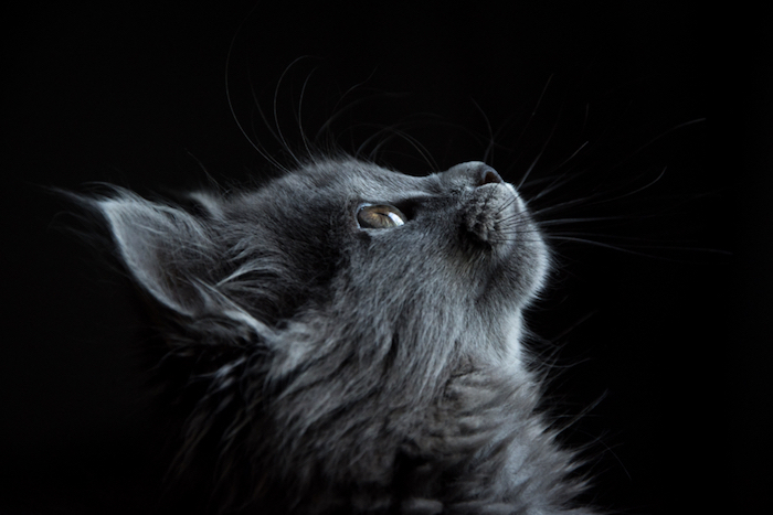 black background, grey cat, looking up, iphone 6 wallpaper tumblr