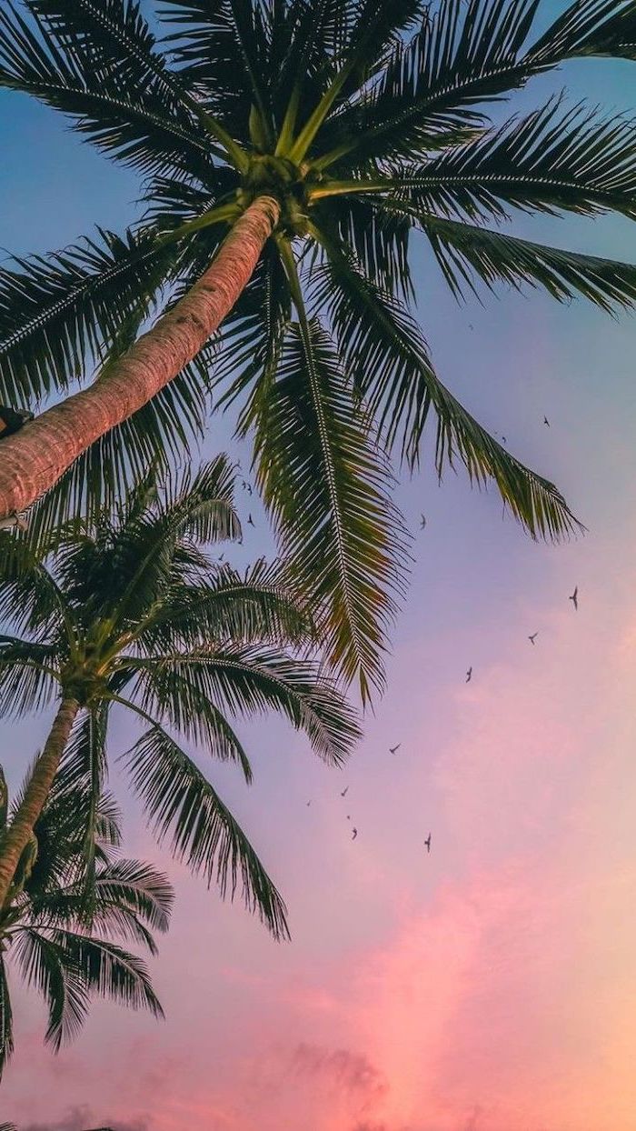 sunset sky, tall palm trees, cute quote wallpapers, birds flying