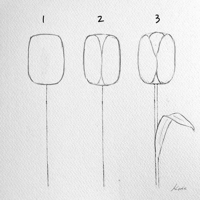 step by step drawing, how to draw a tulip, step by step, diy tutorial, black pencil sketch, white background