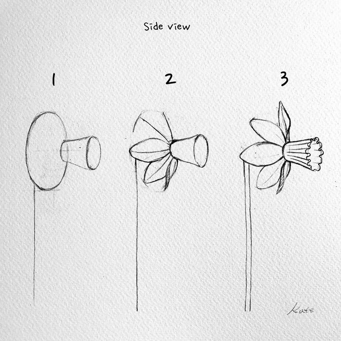easy pictures to draw, side view, how to draw a daffodil, black pencil sketch, white background