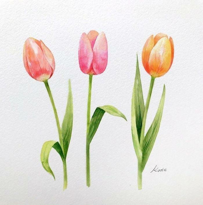 pink orange and yellow tulips, watercolor painting, step by step drawing, white background