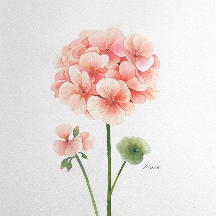 pink flower, on white background, rose drawing easy, watercolor painting