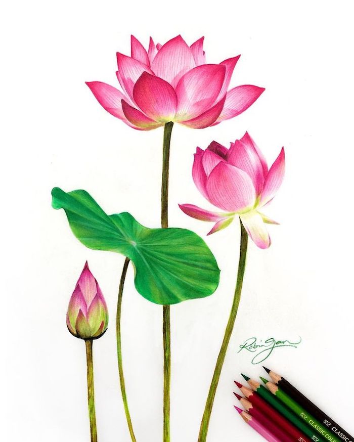 pink lilies, how to draw a flower step by step, colored painting, white background, colorful pencils