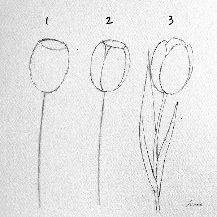 black pencil sketch, white background, step by step drawing, how to draw a tulip