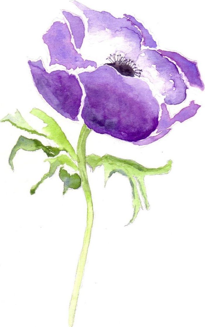 purple flower, watercolor painting, on white background, how to draw a flower step by step