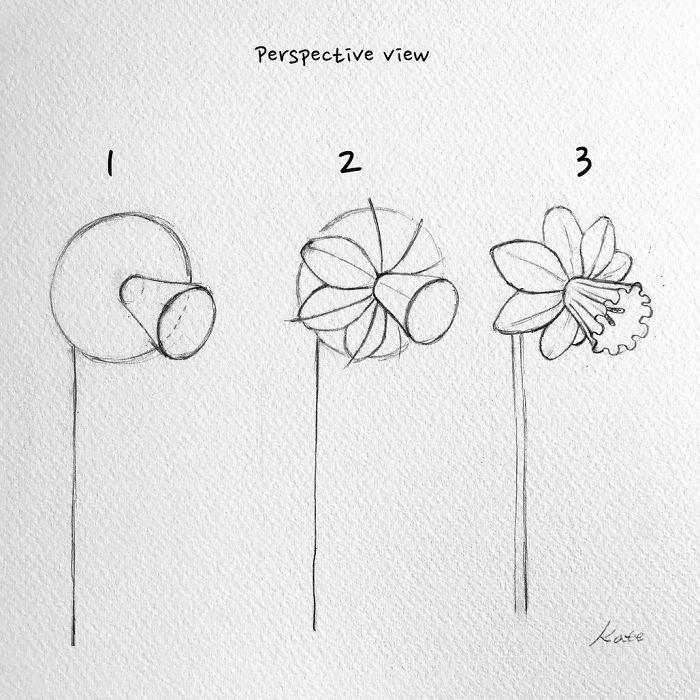 perspective view, how to draw a daffodil, step by step, diy tutorial, black pencil sketch, step by step drawing