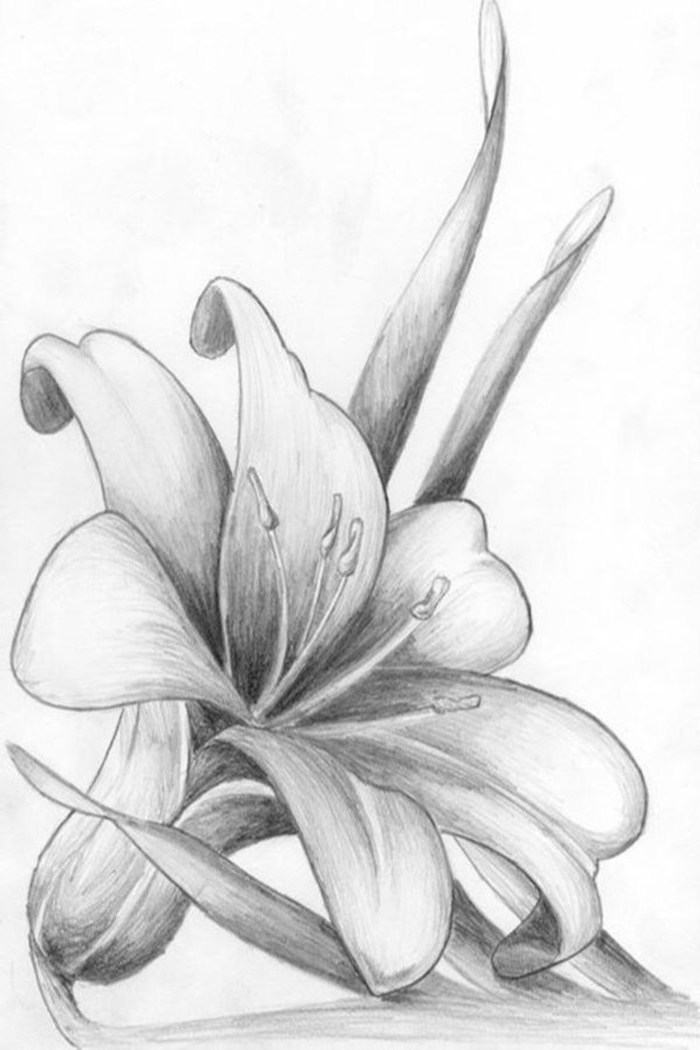 close up of an orchid, black pencil sketch, cute flower drawings, white background