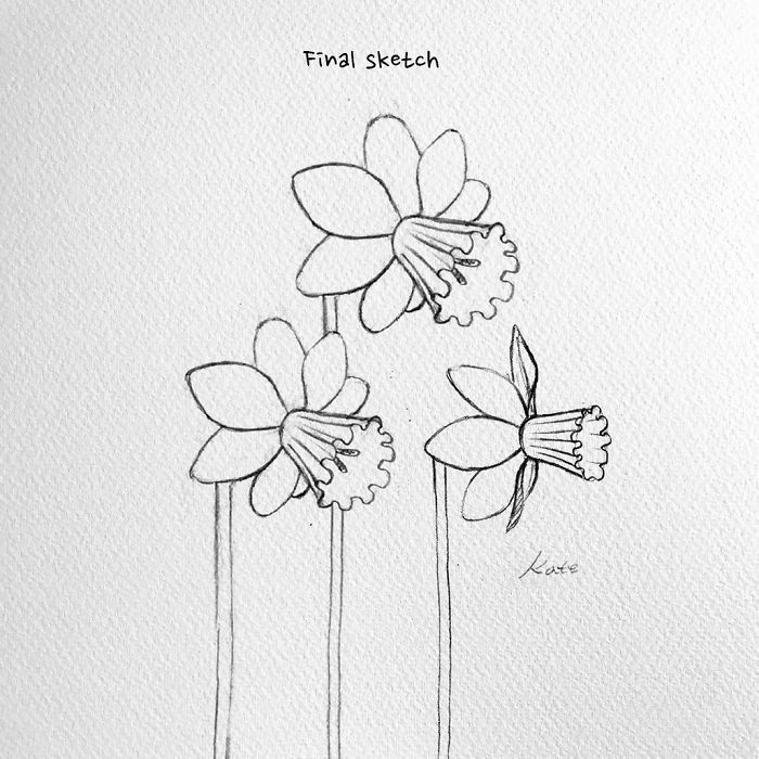 final sketch, three daffodils, black pencil sketch, white background, easy pictures to draw