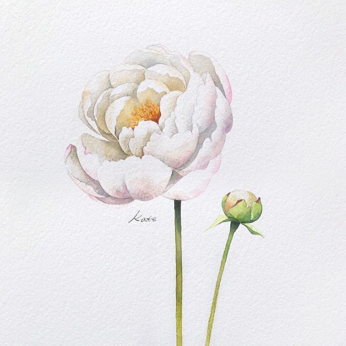 white background, white flowers, watercolor painting, flower doodles