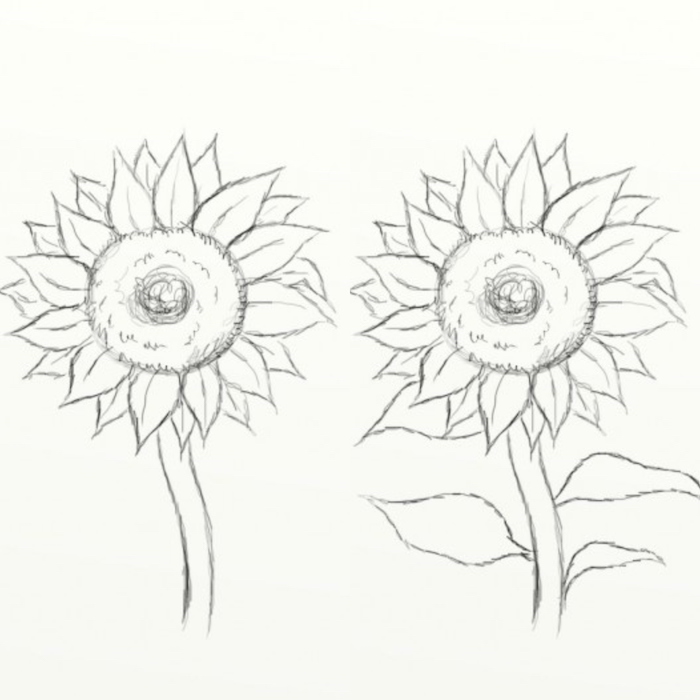 how to draw a sunflower, easy animals to draw, step by step diy tutorial, black and white pencil sketch on white background