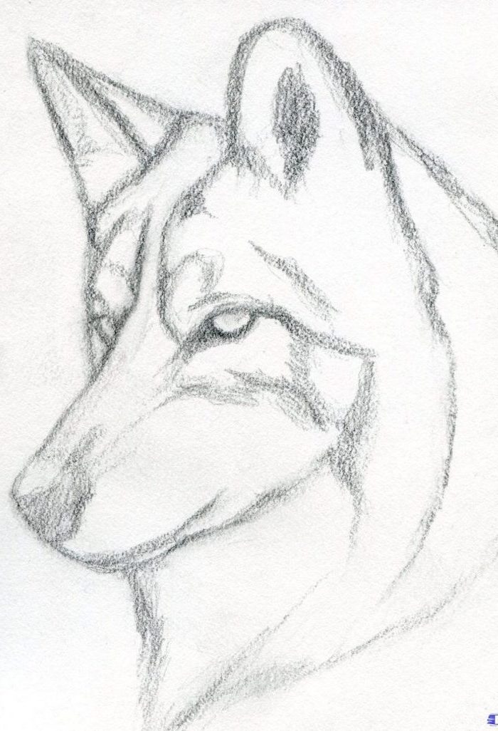 husky dog portrait, black and white pencil sketch, how to draw cute things, white background