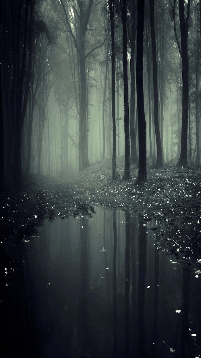 forest landscape covered with fog, cute aesthetic backgrounds, tall dark trees, mirrored in a puddle of water