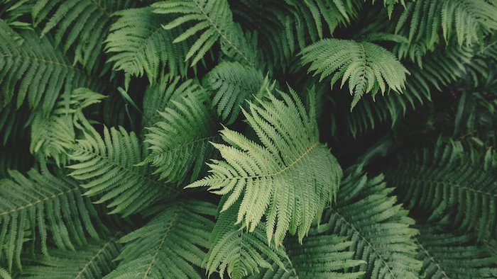 green plant, photographed up close, aesthetic phone wallpapers, green aesthetic