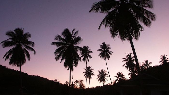 palm trees appearing black, photographed at sunset, aesthetic phone backgrounds, sky in purple pink colors