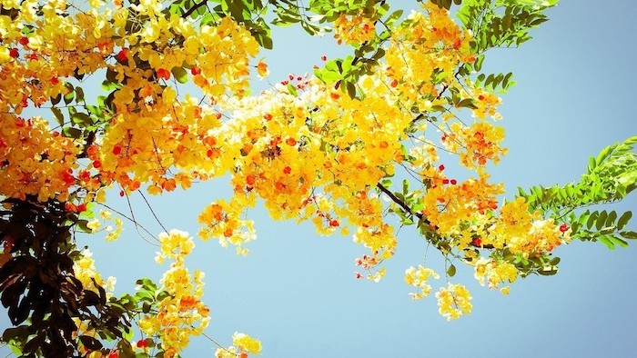 sun shining on tree with yellow blooms, vintage aesthetic wallpaper, clear blue sky in the background